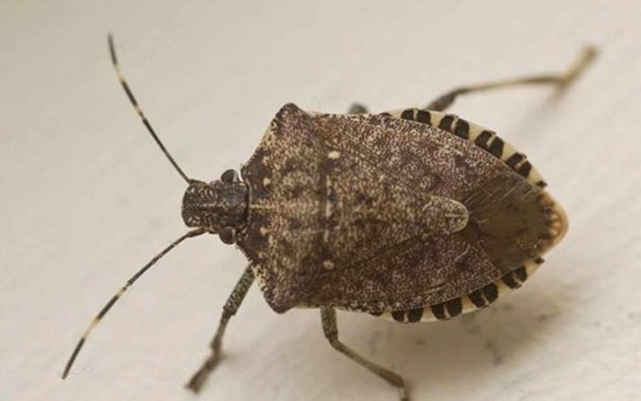 brown marmorated stink bug brown marmorated stink bug