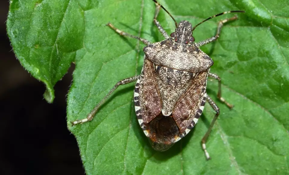 how to get rid of stink bugs how to get rid of stink bugs