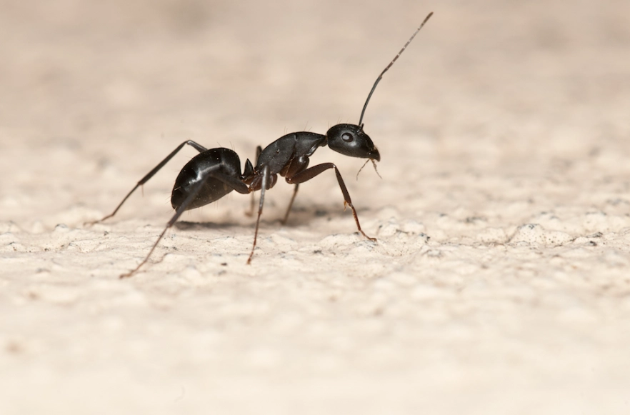 carpenter ants