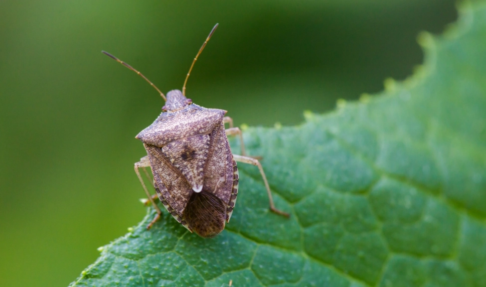 smelly insects in house