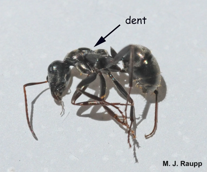 how to get rid of big black ants