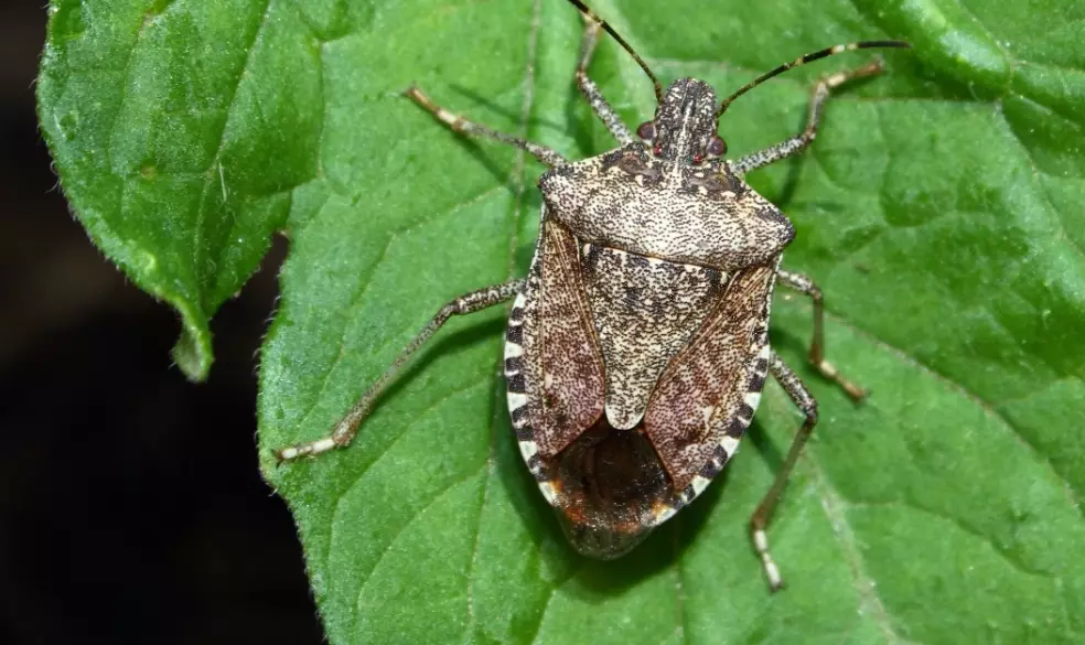 What Do Stink Bugs Look Like? A Visual Guide to Identification & Habits