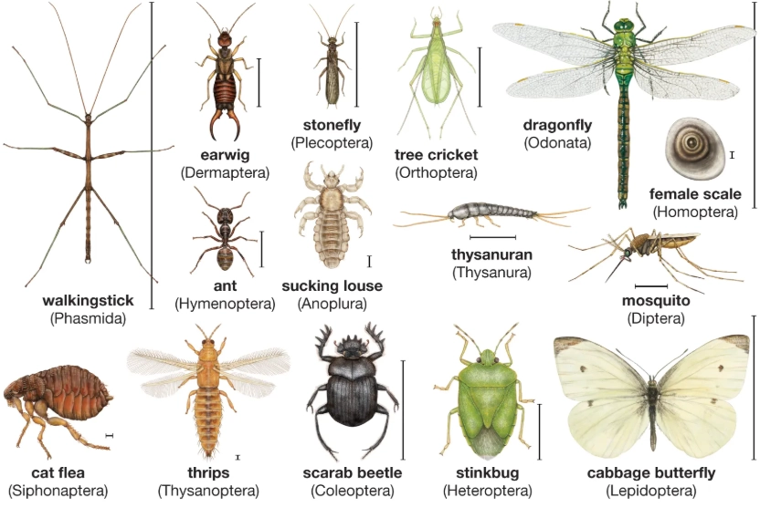 insect identification guide insect identification guide