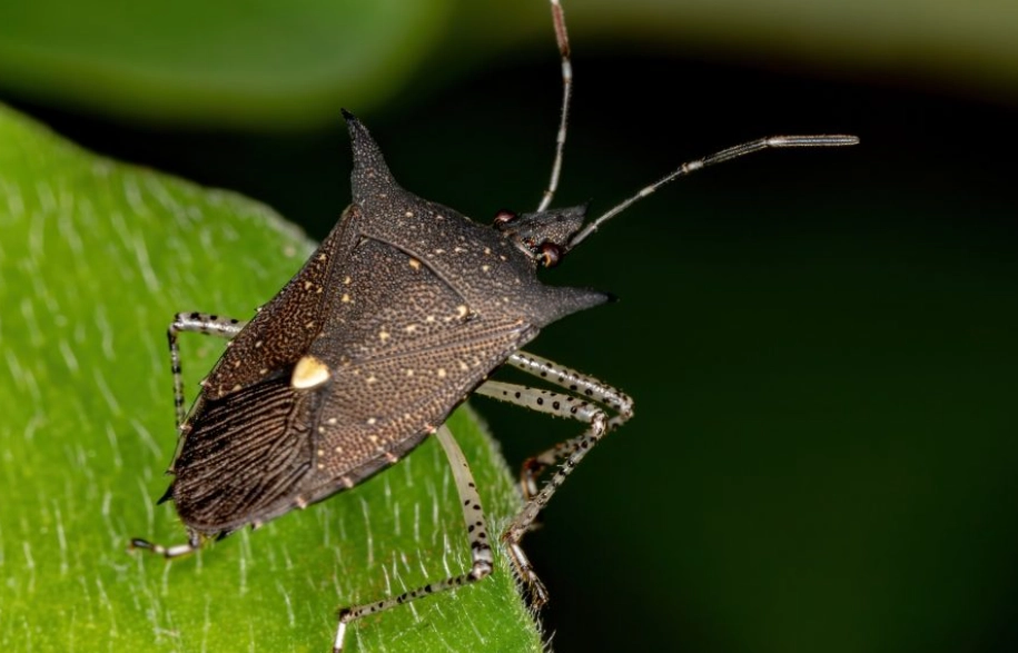 stink bug identification stink bug identification