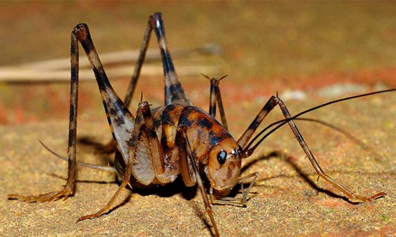 how to get rid of camel back crickets how to get rid of camel back crickets