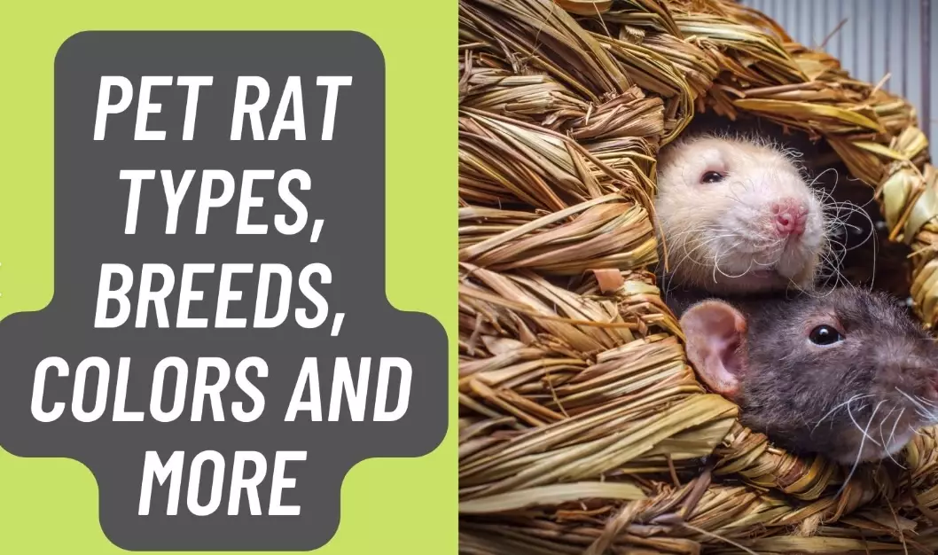rat species