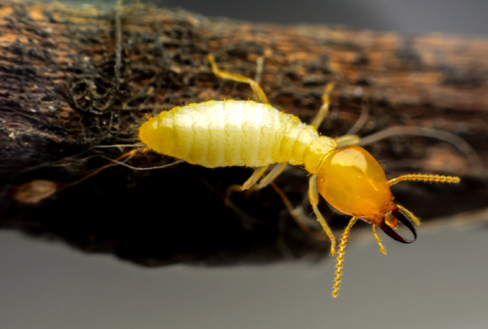 termite identification termite identification
