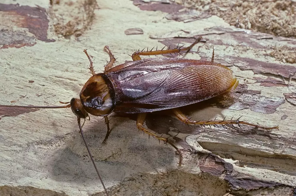 how to get rid of cockroaches how to get rid of cockroaches