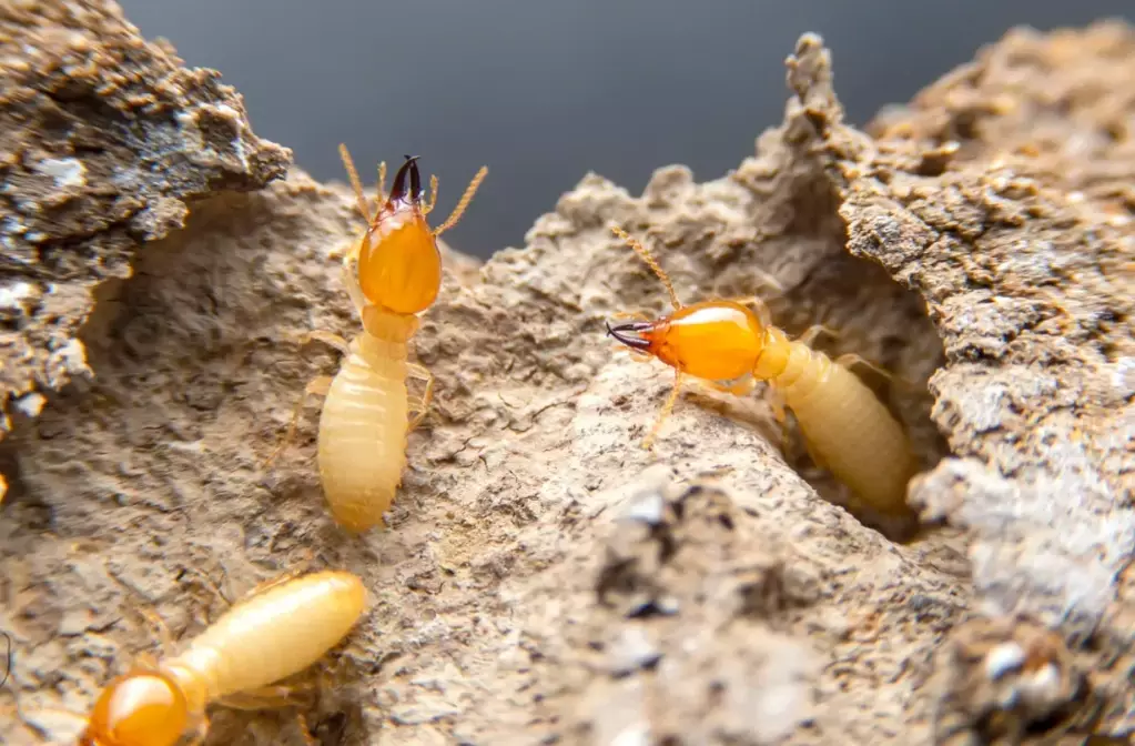 termites vs ants termites vs ants