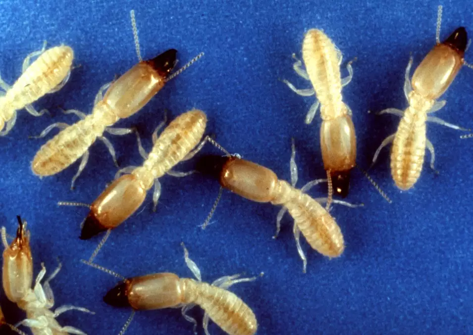 termites vs ants termites vs ants
