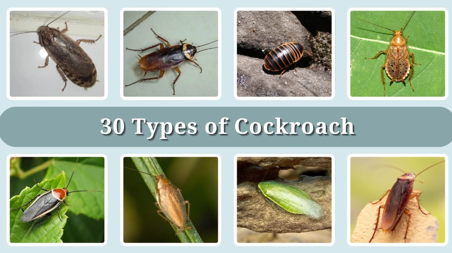 common cockroach species