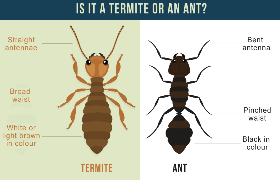 termite identification termite identification