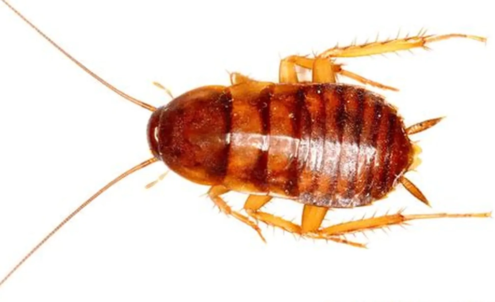 cockroach prevention tips cockroach prevention tips