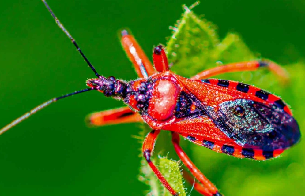 assassin bug vs assassin beetle