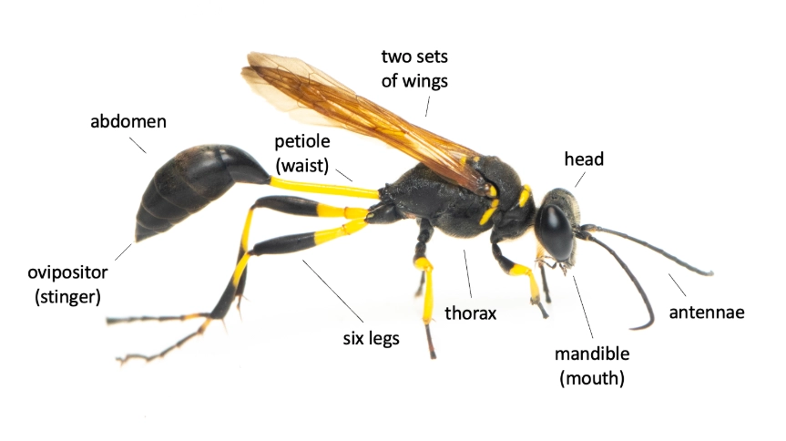 mud diving techniques