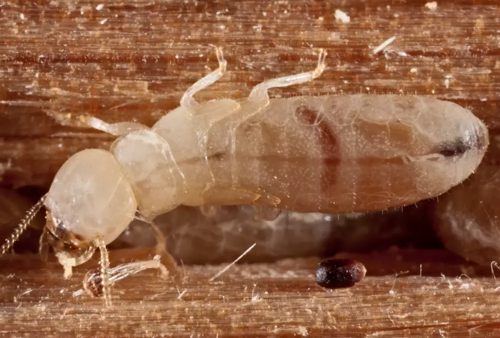 termites vs ants