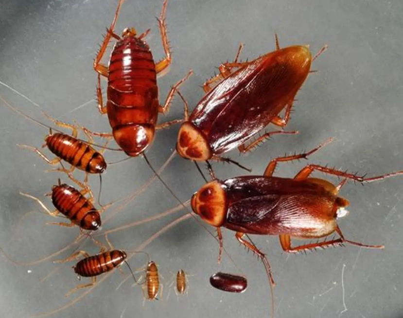 cockroach identification cockroach identification