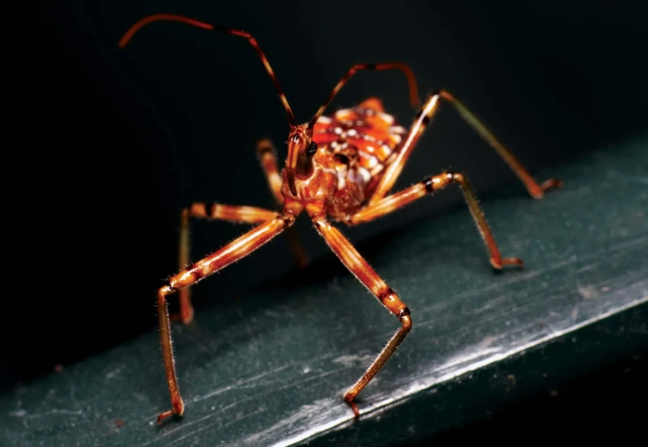 beneficial insects garden