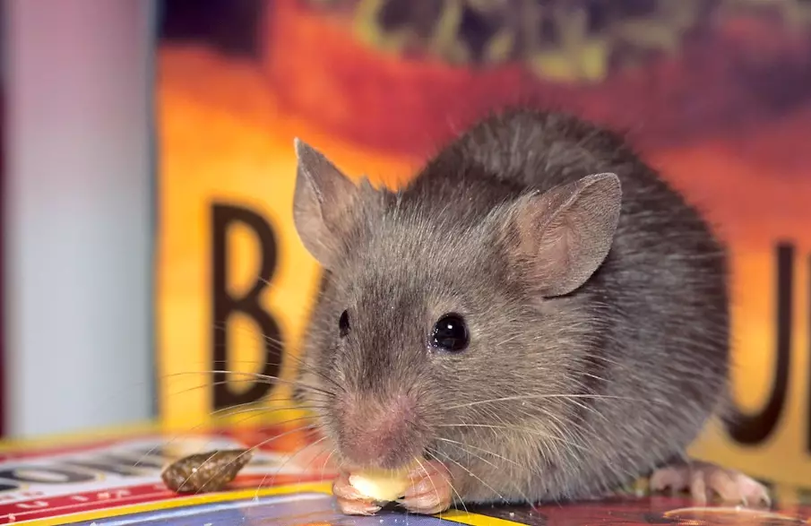 how to get rid of mice in house