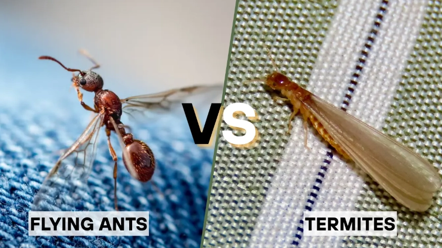 flying ants vs termites