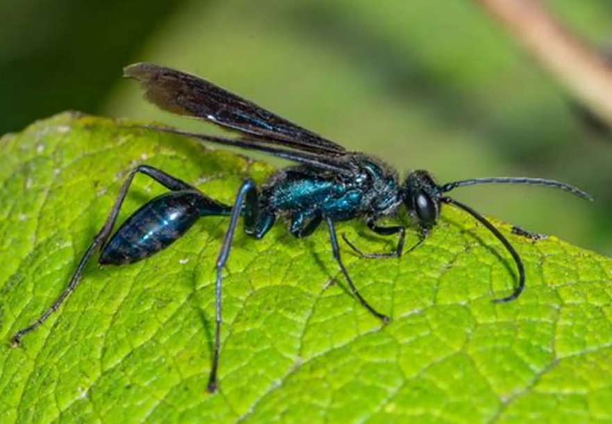 mud diving equipment mud diving equipment