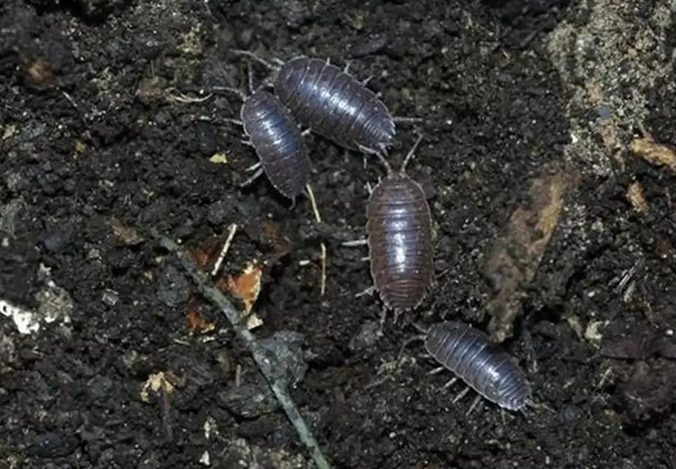 how to get rid of pill bugs