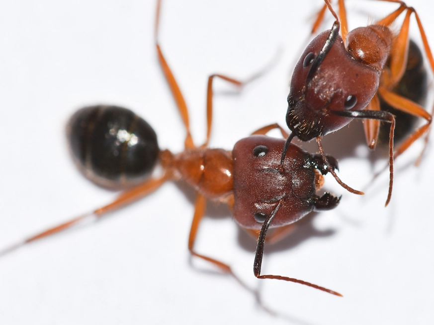 red and black ant strategy red and black ant strategy