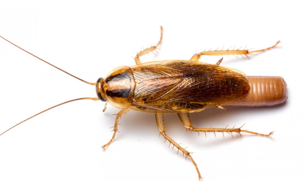 cockroach prevention tips cockroach prevention tips