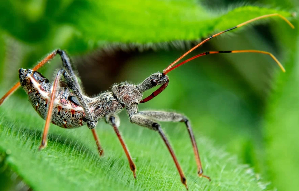 beneficial insects garden