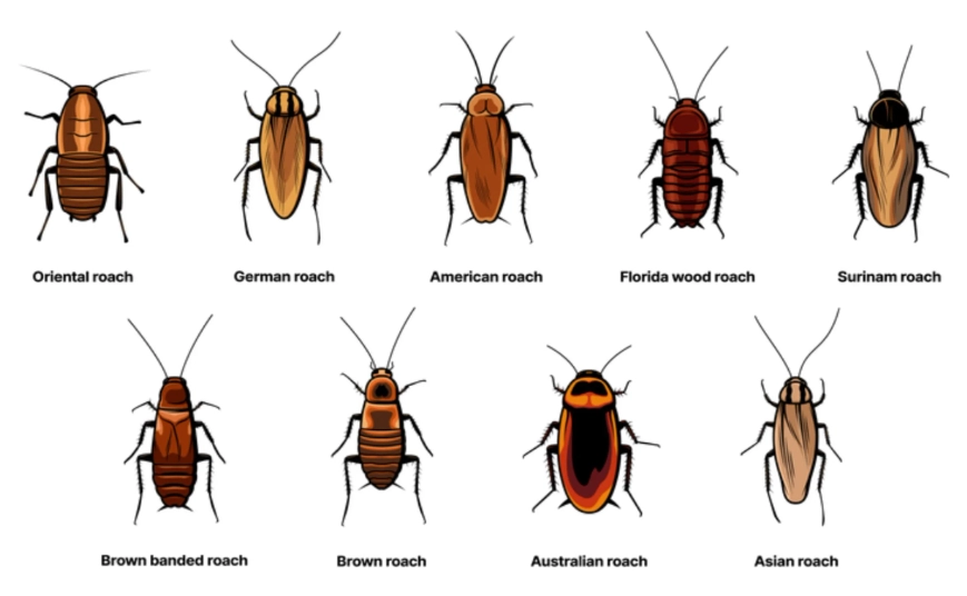 different types of cockroaches