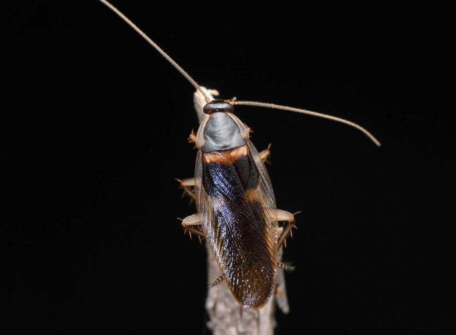 cockroach identification