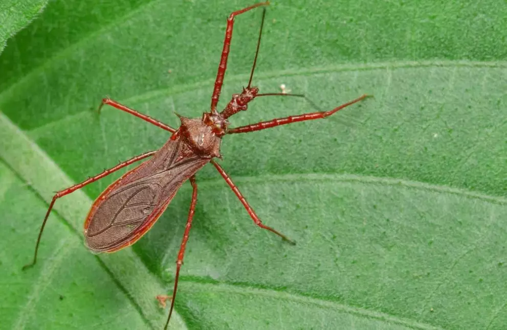 assassin bug vs assassin beetle