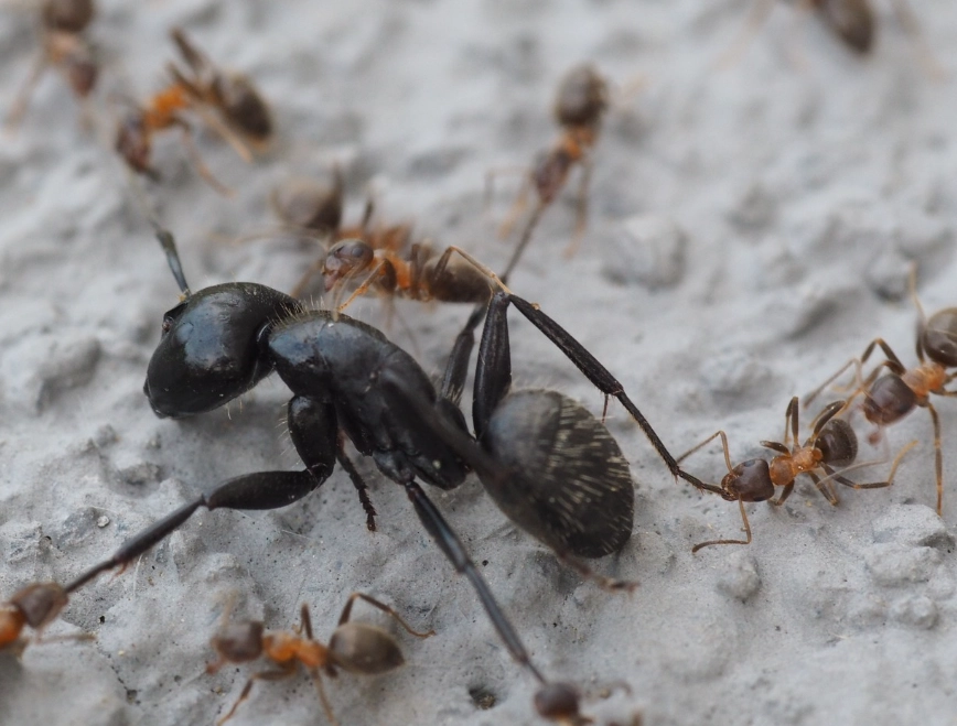 red and black ant strategy