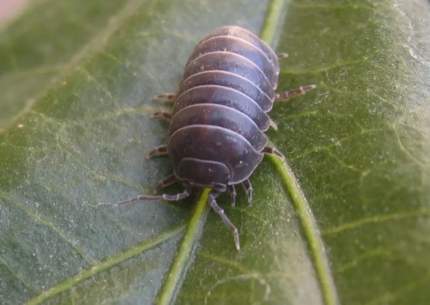 are pill bugs harmful