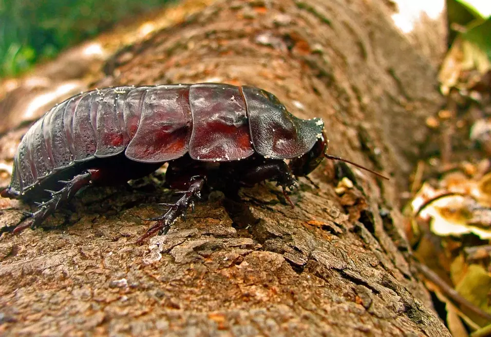 how to get rid of cockroaches how to get rid of cockroaches