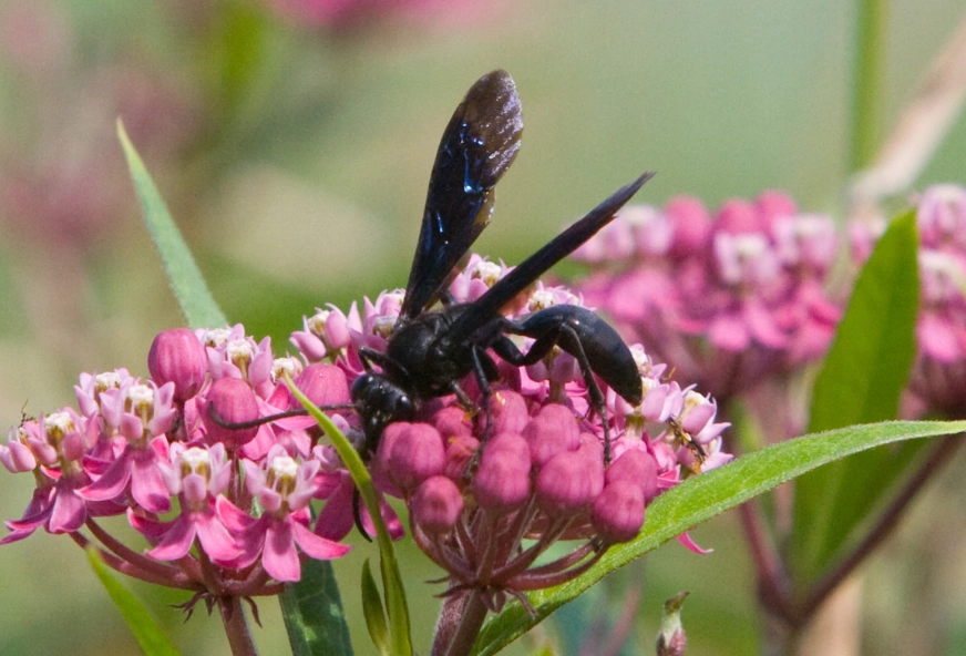 mud diver safety mud diver safety