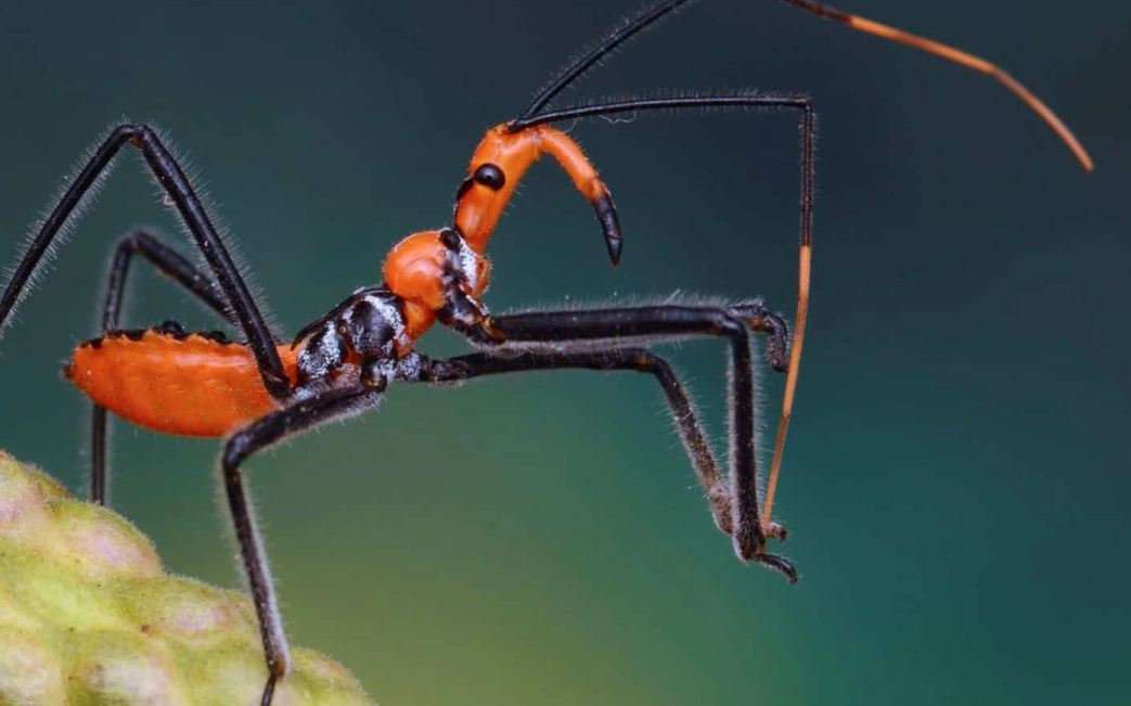 beneficial insects garden