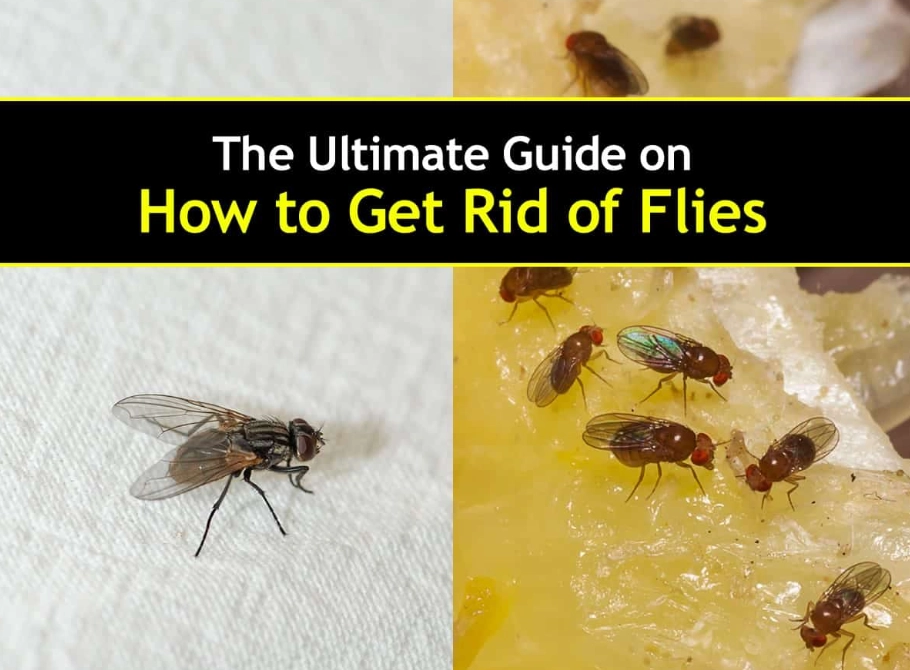 how to get rid of flies