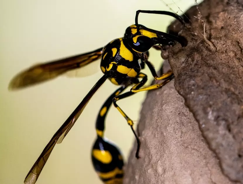 mud diving equipment mud diving equipment