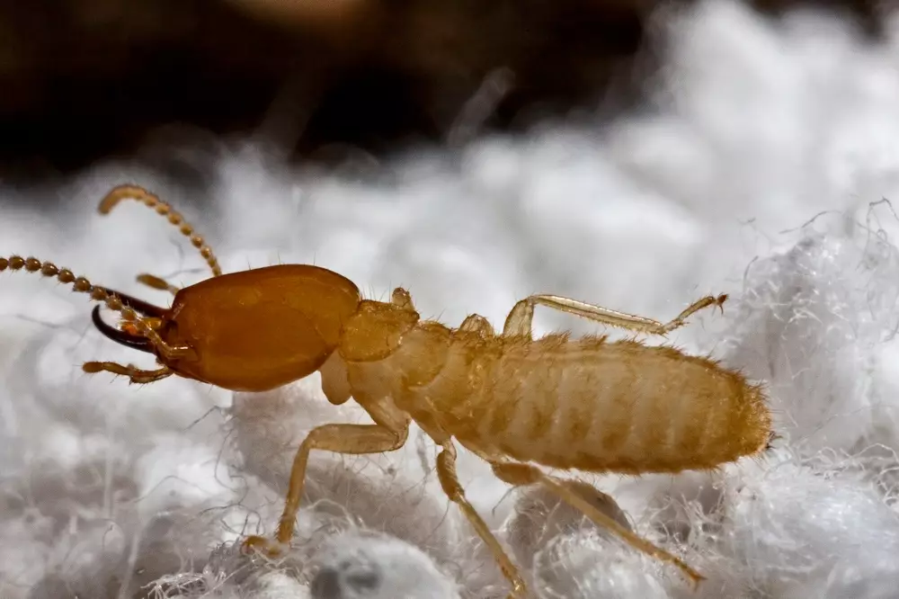 termite identification termite identification