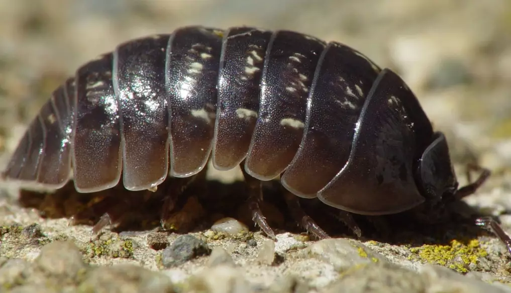 how to get rid of pill bugs