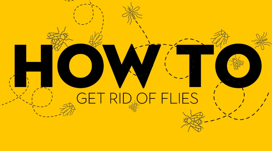 get rid of flies