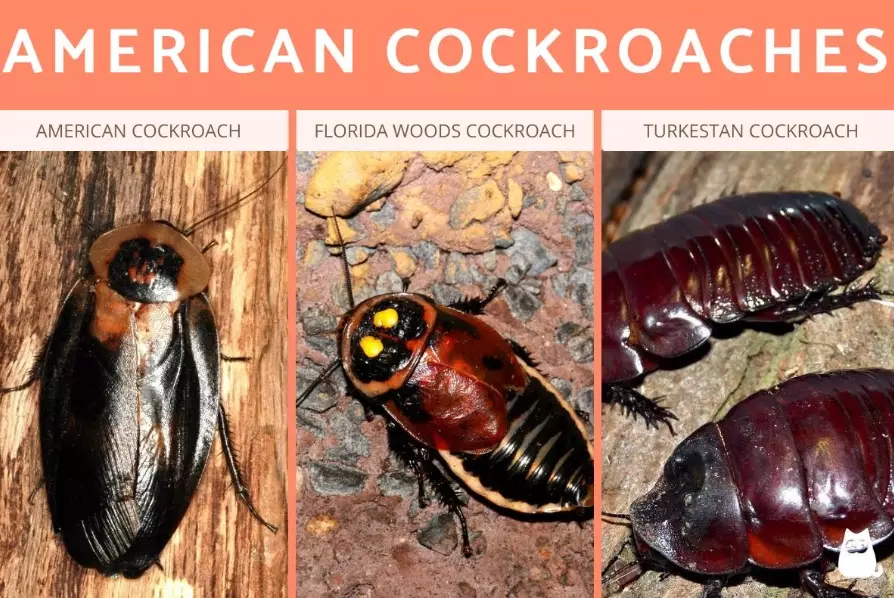 common cockroach species