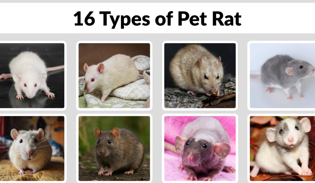rat identification