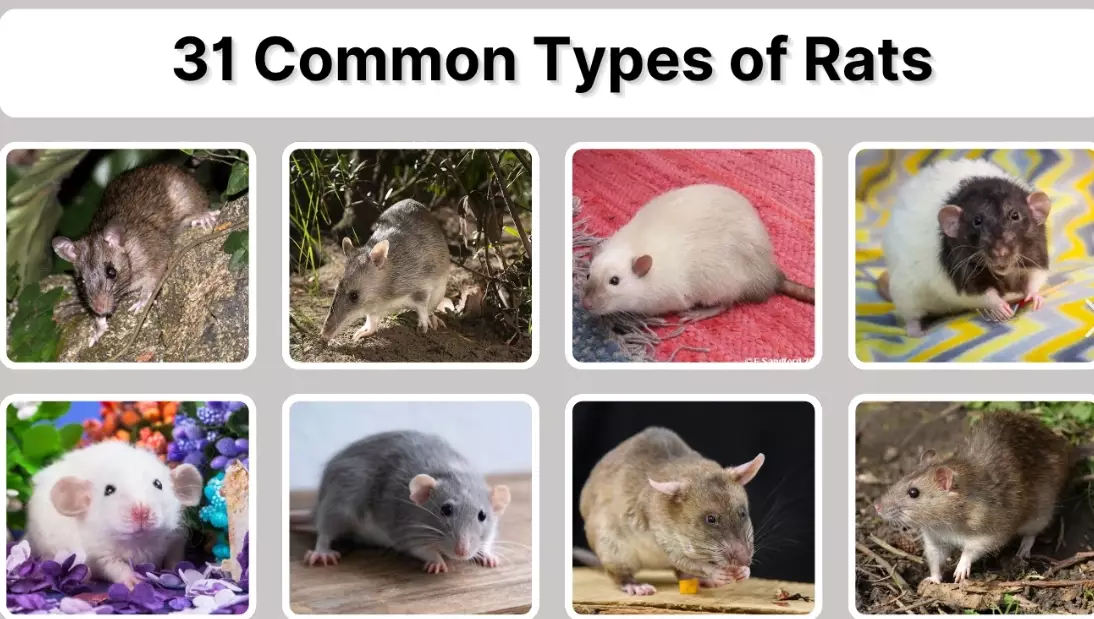 types of rats