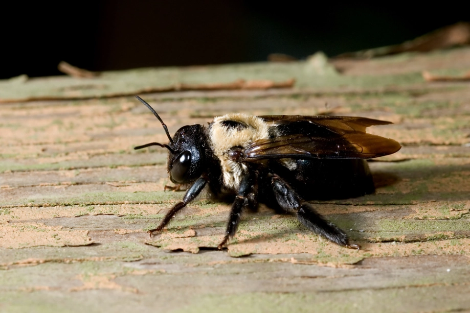 carpenter wasp sting