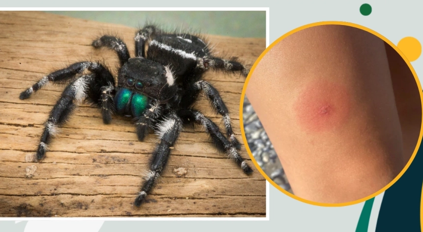 are jumping spiders poisonous