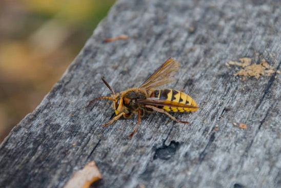carpenter wasp