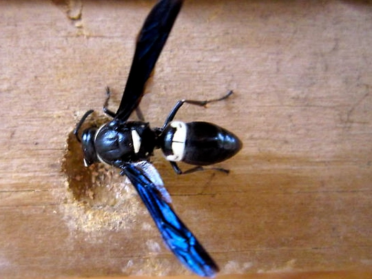 carpenter wasp nest
