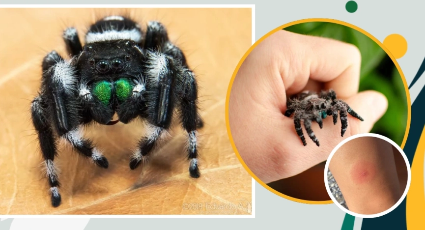 are jumping spiders poisonous